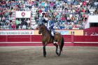 miniatura Jezdziec i kon lusitano podczas corridy- fot CM Angra do Heroismo-sm