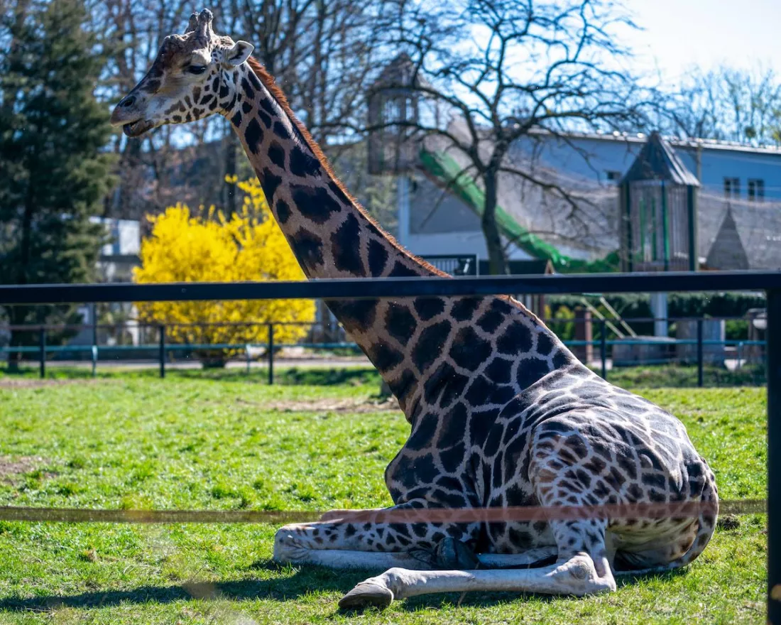 Żyrafa Kito Foto. TOP Touristik
