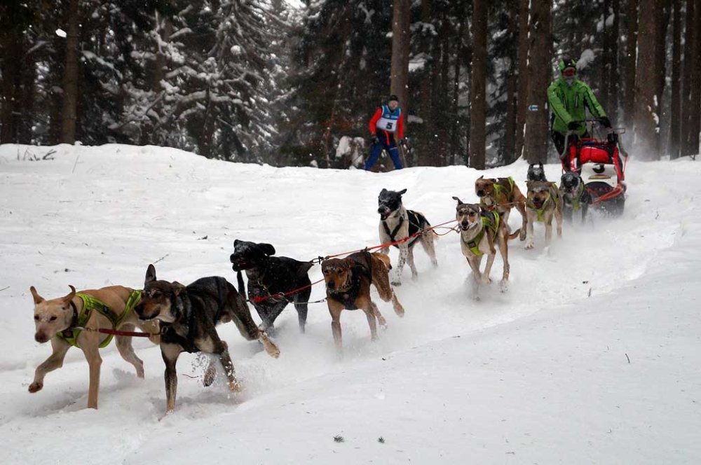 Karkonosze, wyścigi psich zaprzęgów 3 Fot. www.svazek.krkonose.eu