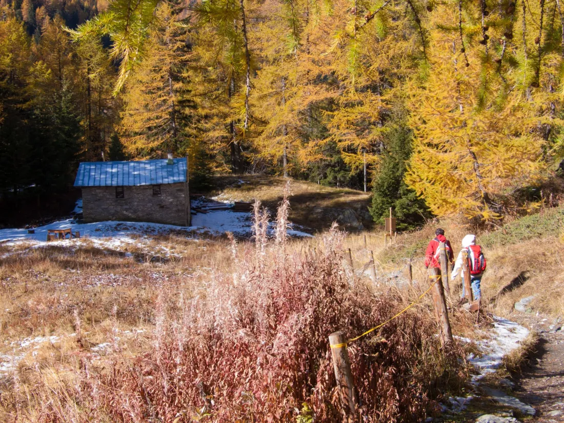 Two hikers on a mountain trail among autumn larches