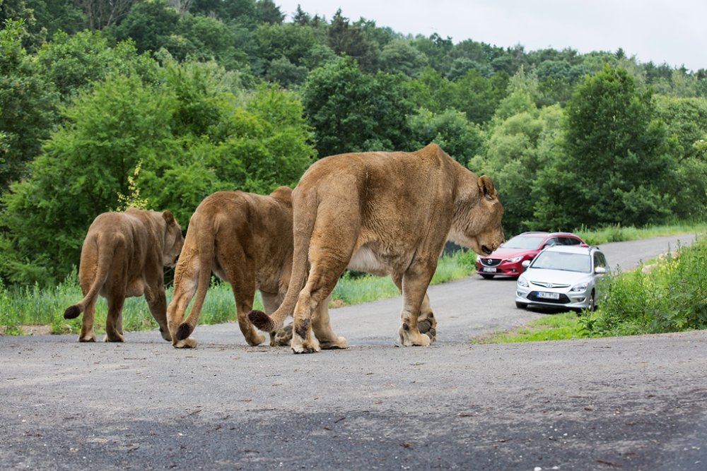 ZooDK_lví_safari_fot. Lukáš_Pavlačík_ZOO_Dvůr_Králové