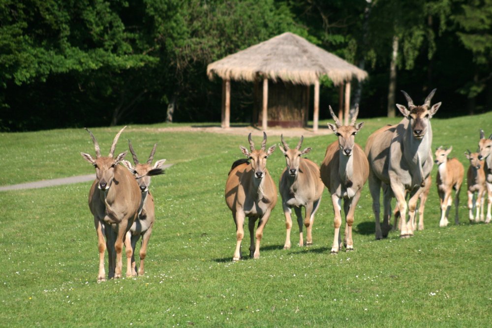 africké_safari_fot. Simona_Jiřičková_ZOO_Dvůr_Králové