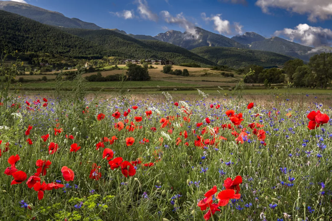 field-covered-red-poppies-surrounded-by-mountains-sunlight